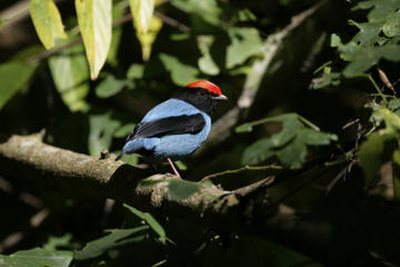 Tobago Forest Reserve