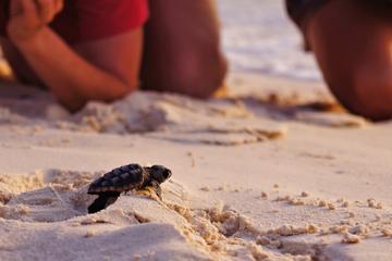 İztuzu Beach (Turtle Beach)