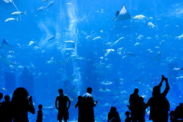The Lost Chambers Aquarium in Atlantis, The Palm