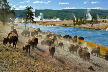 Yellowstone National Park