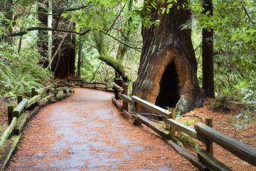 Muir Woods