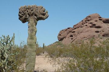 Desert Botanical Gardens