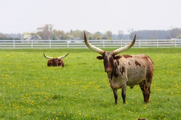 George Ranch Historical Park