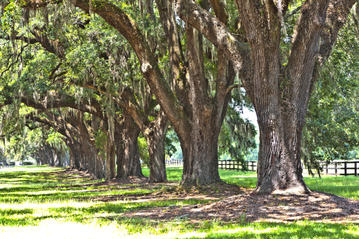 Historic Rosedale Plantation