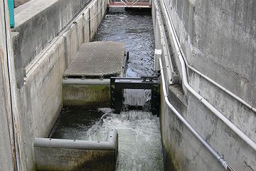 Chittenden Locks & Fish Ladder