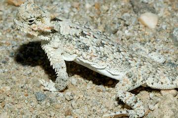 Coachella Valley Preserve