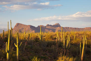 Sonoran Desert