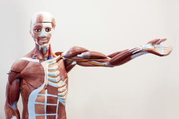 Bodies: The Exhibition