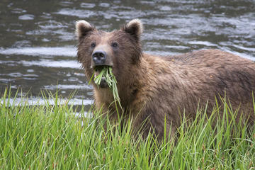 Fortress of the Bear