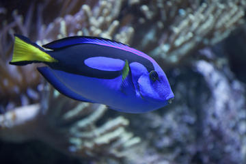 SEA LIFE San Diego Aquarium