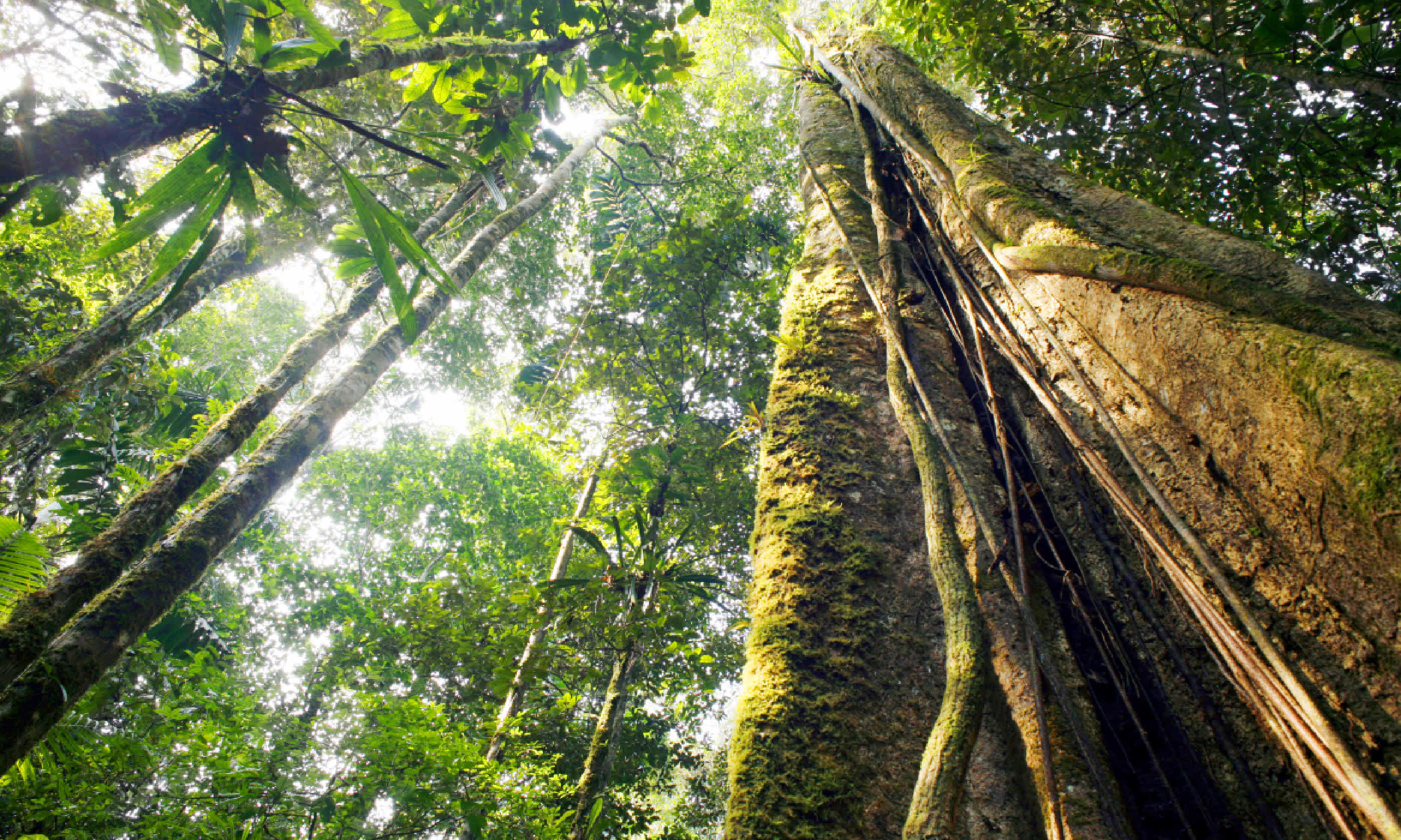 Rainforest, Ecuador (Shutterstock)