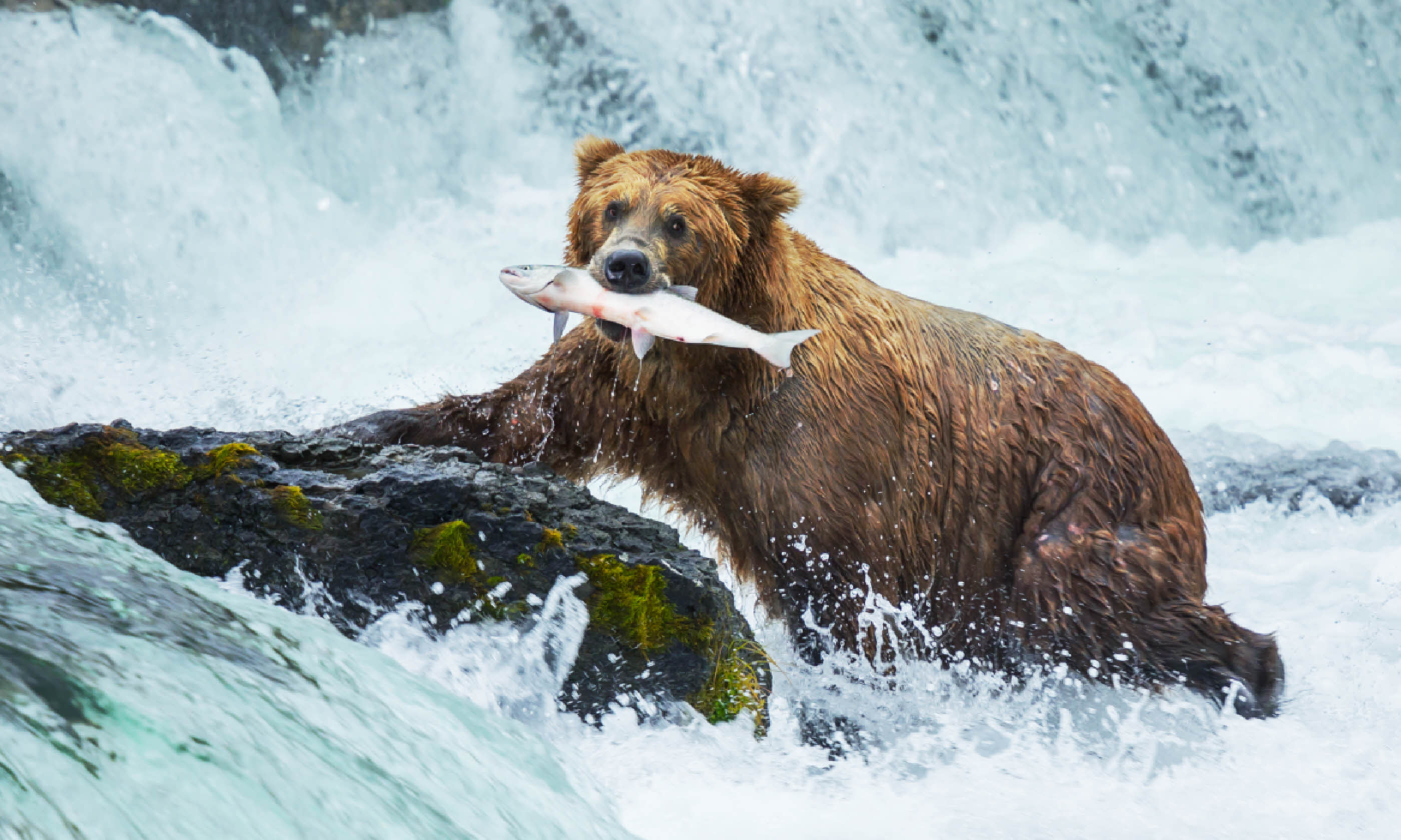 Brown bear on Alaska (Shutterstock: see credit below)