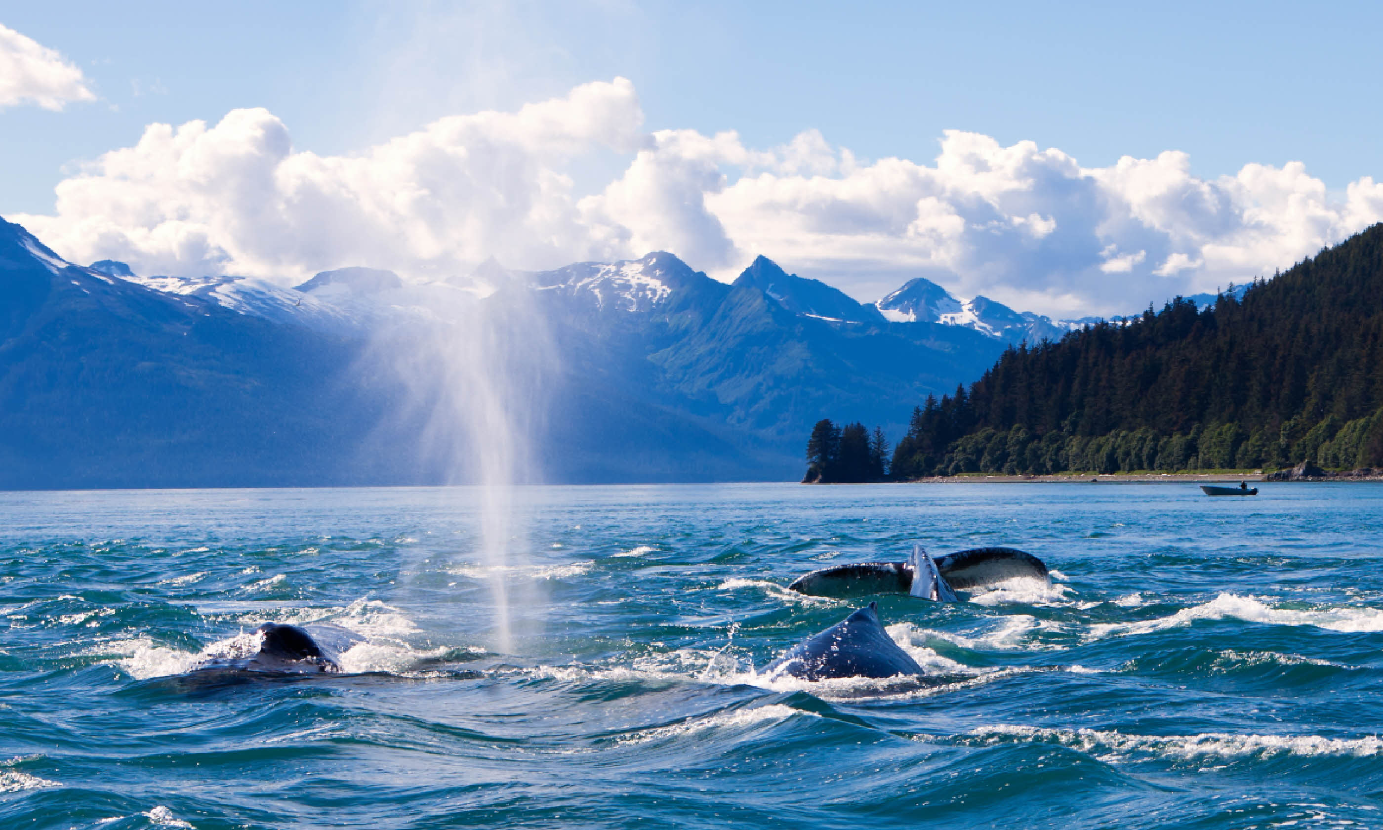 Humpback whaled in Juneau, Alaska (Shutterstock)