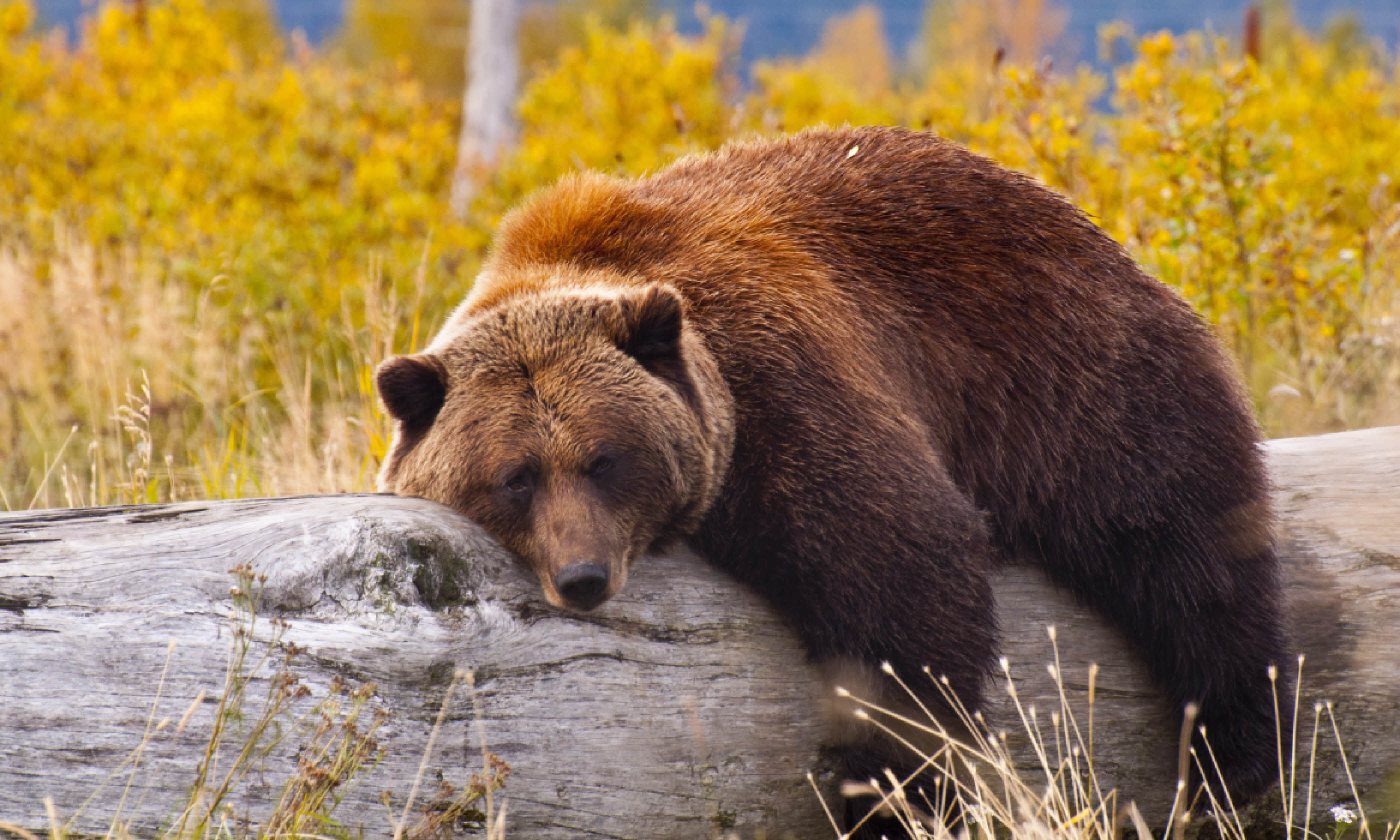 Grizzly bear, Alaska (Shutterstock)