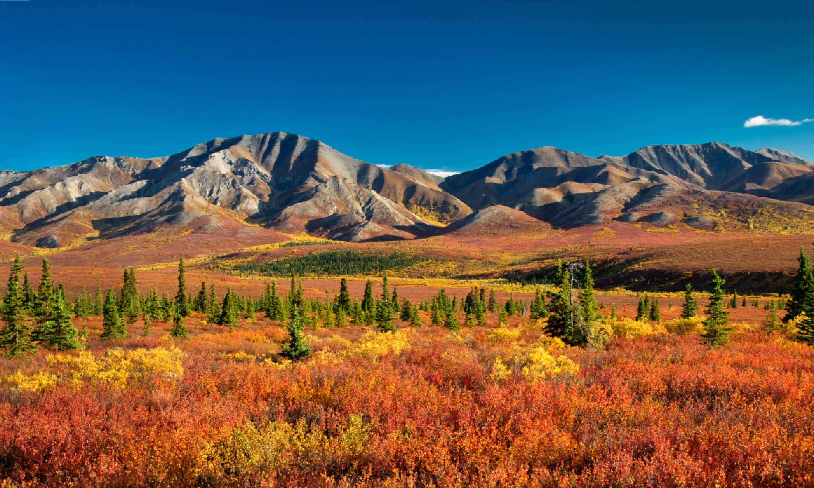 Denali National Park (Shutterstock)