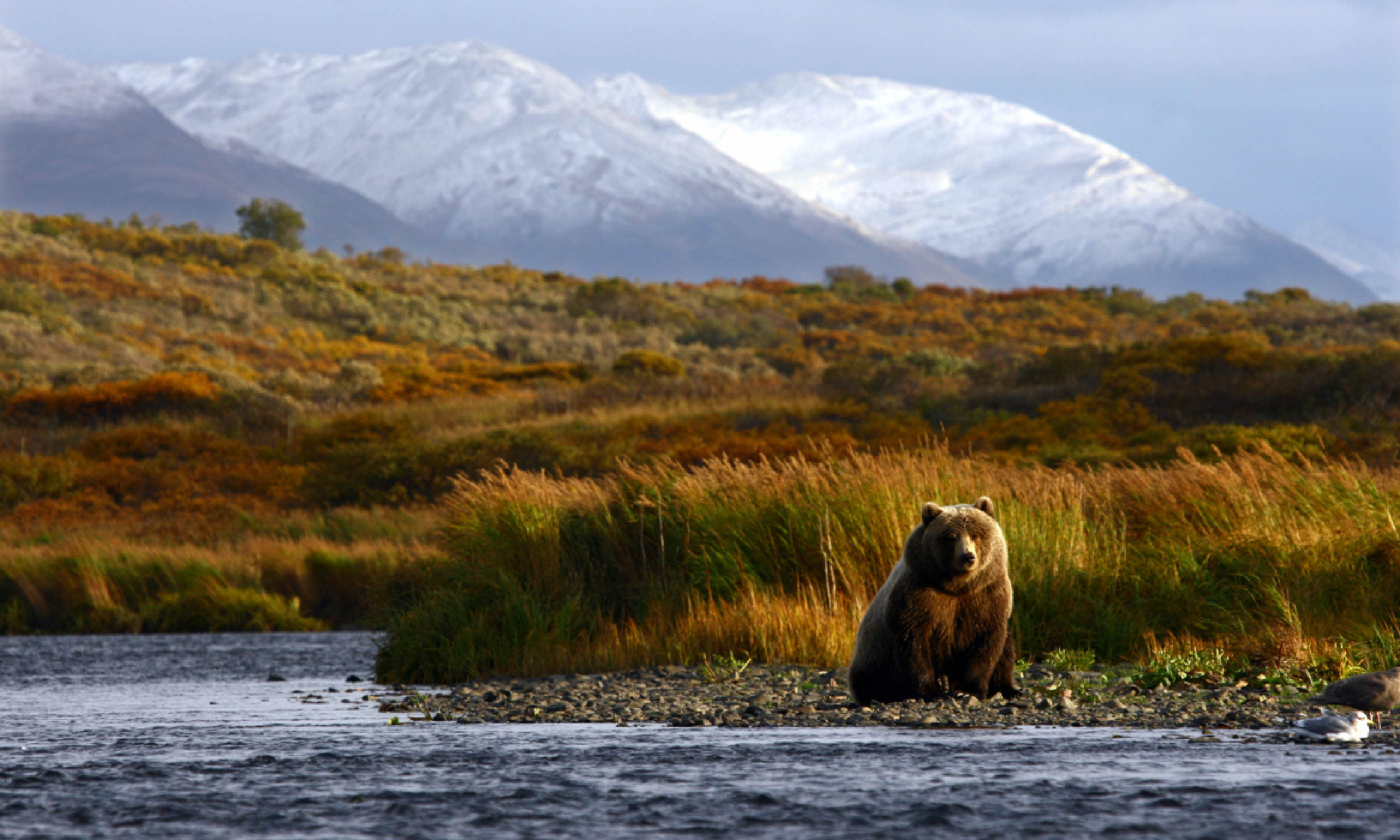 Brown bear, Kodiak Island (Shutterstock)