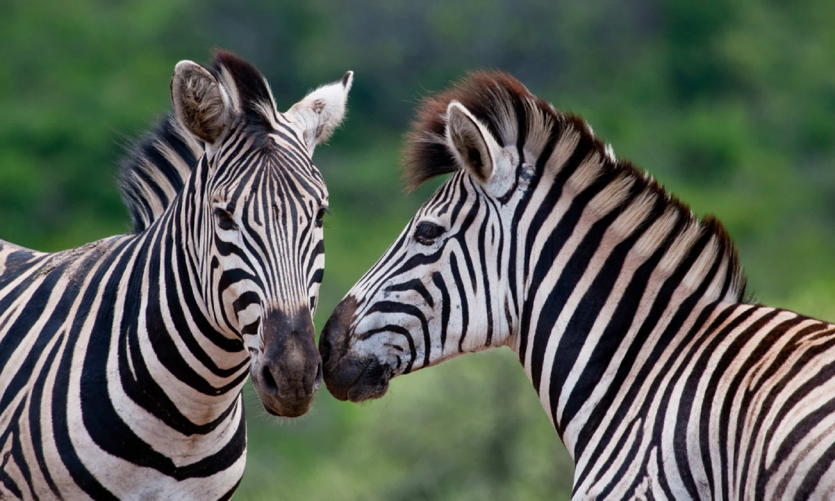 Burchell's zebras in KwaZulu Natal (Shutterstock)