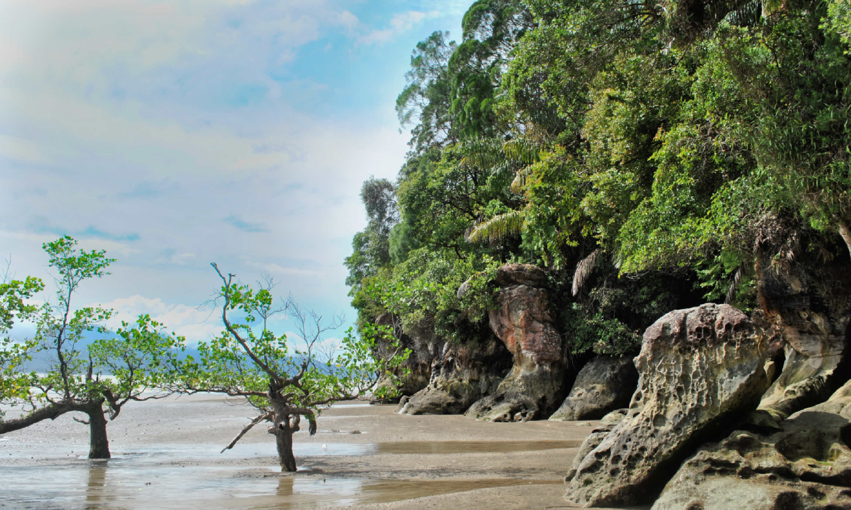 Mangroves, Malaysia (Shutterstock)