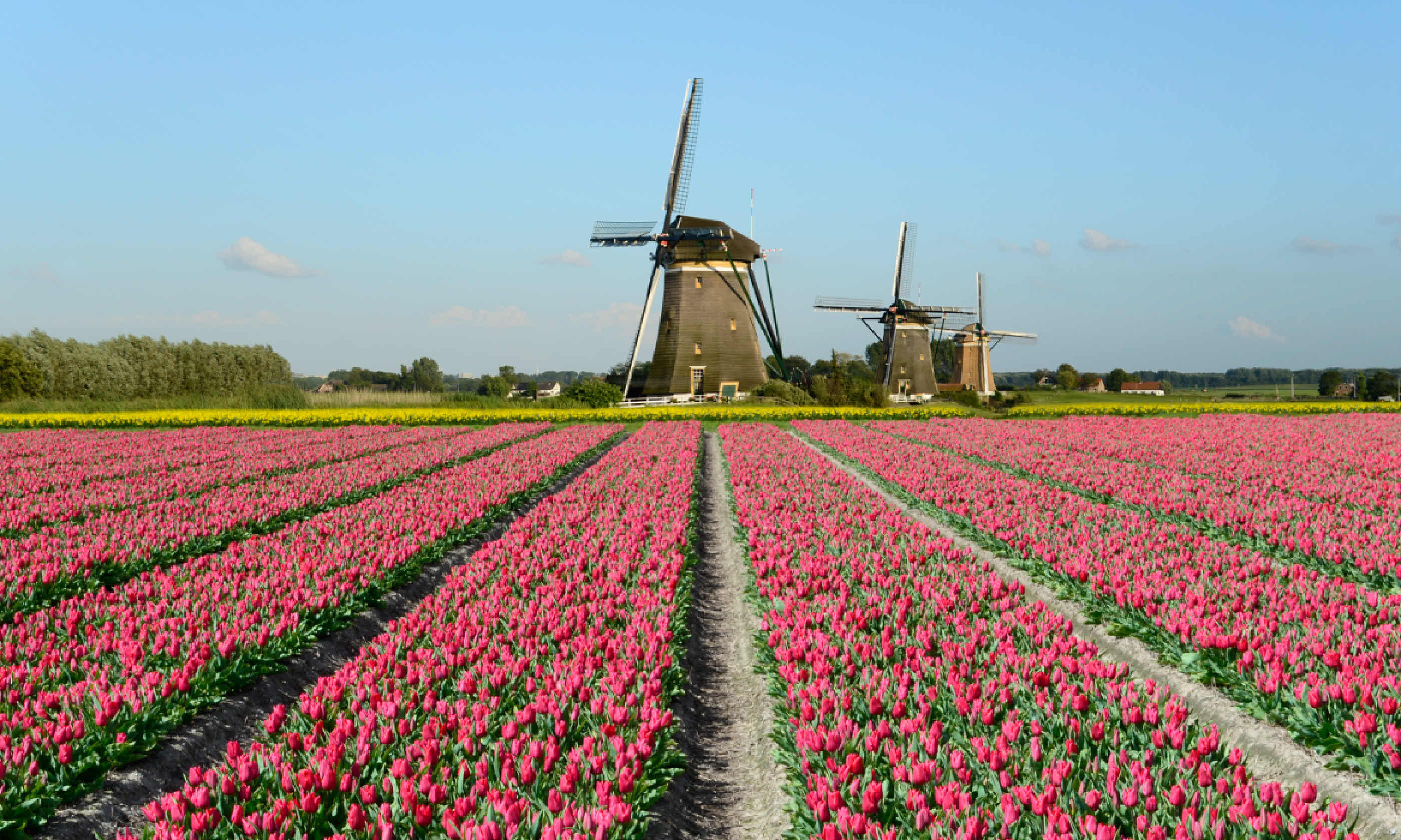 Field of red tulips and windmills in Holland (Shutterstock)