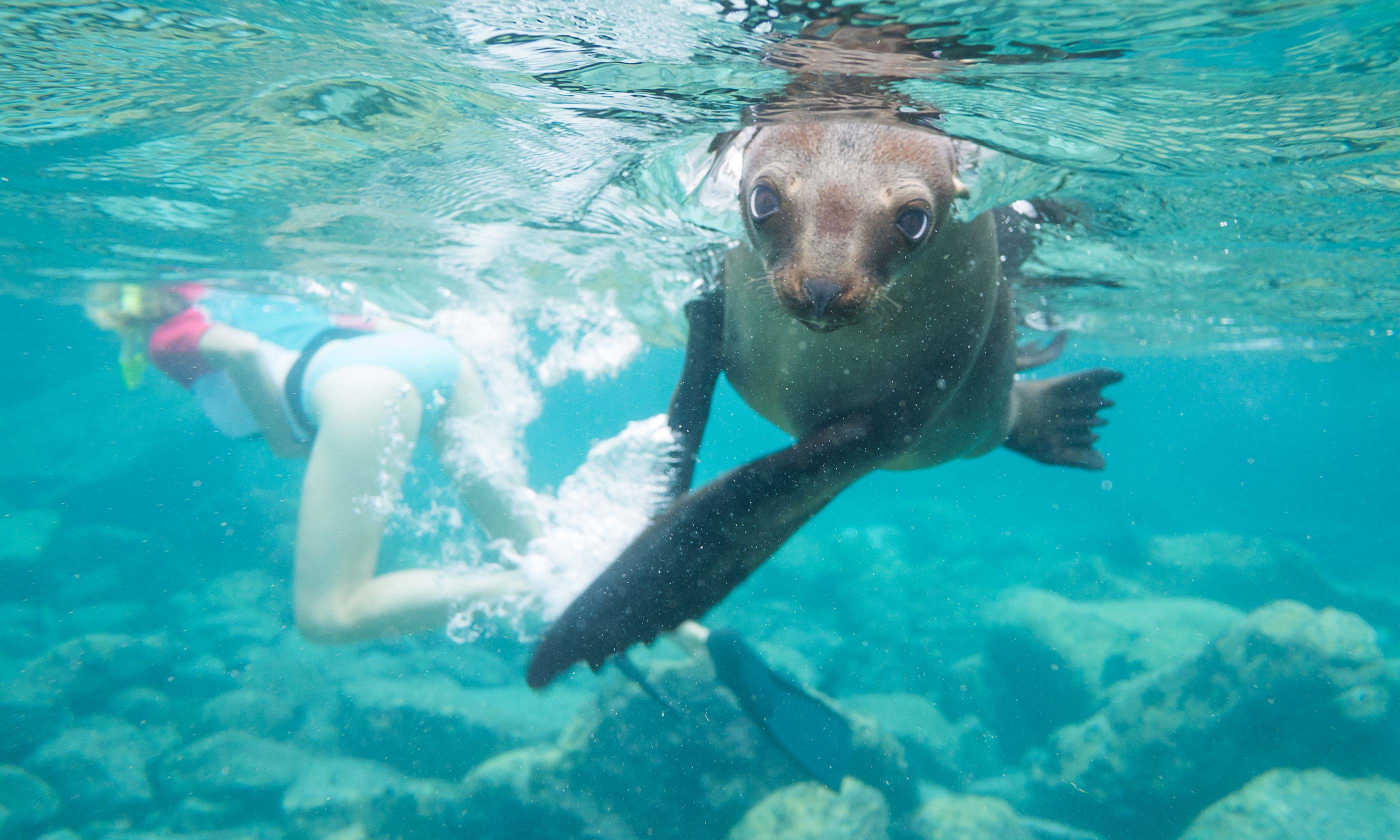Snorkelling with sea lions (Shutterstock)