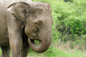 Pinnawala Elephant Orphanage