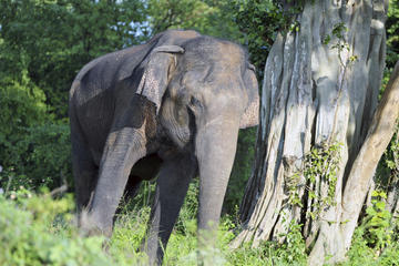 Udawalawe National Park