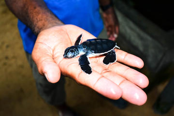 Kosgoda Sea Turtle Conservation Project