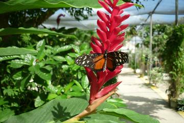 Butterfly Garden