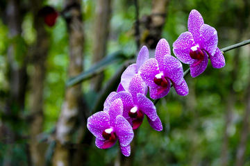 Phantasea Tropical Botanical Garden