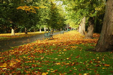 Bute Park