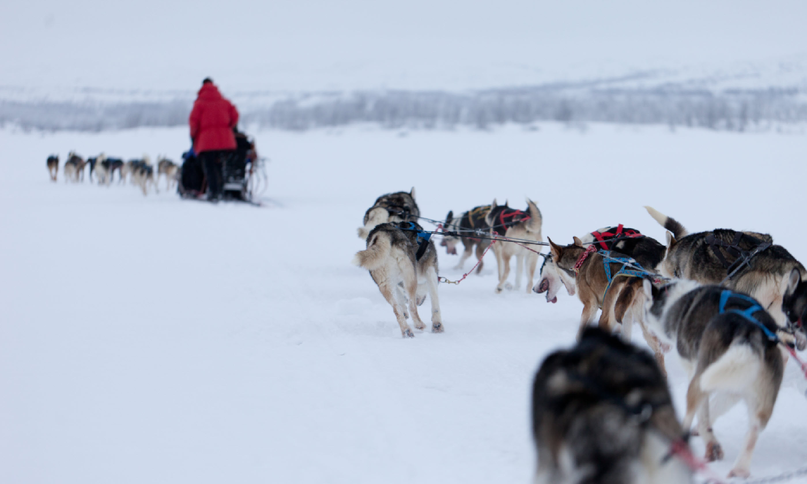 Husky dogs in Sweden (Shutterstock)