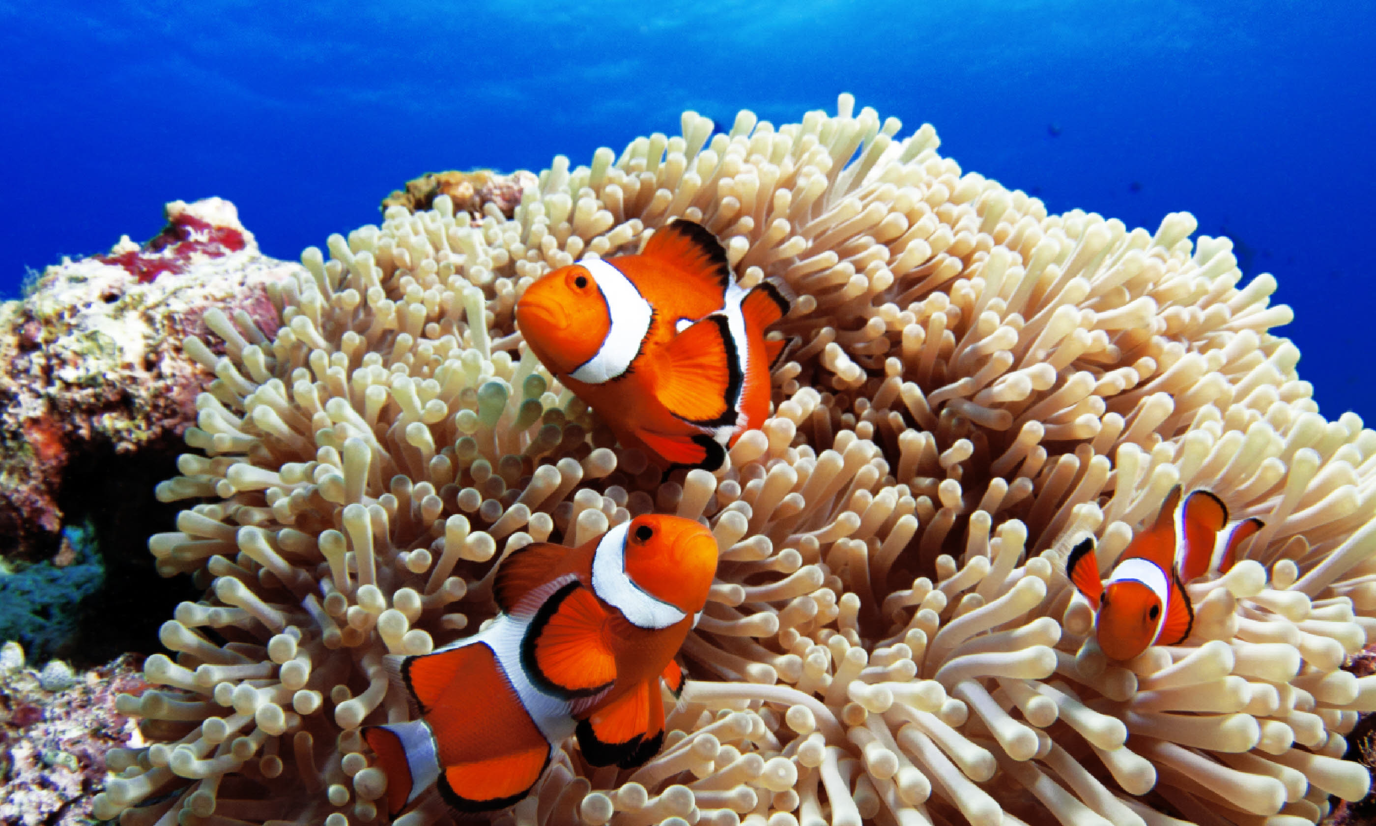 Western clown anemone-fish, Okinawa Islands (Shutterstock)