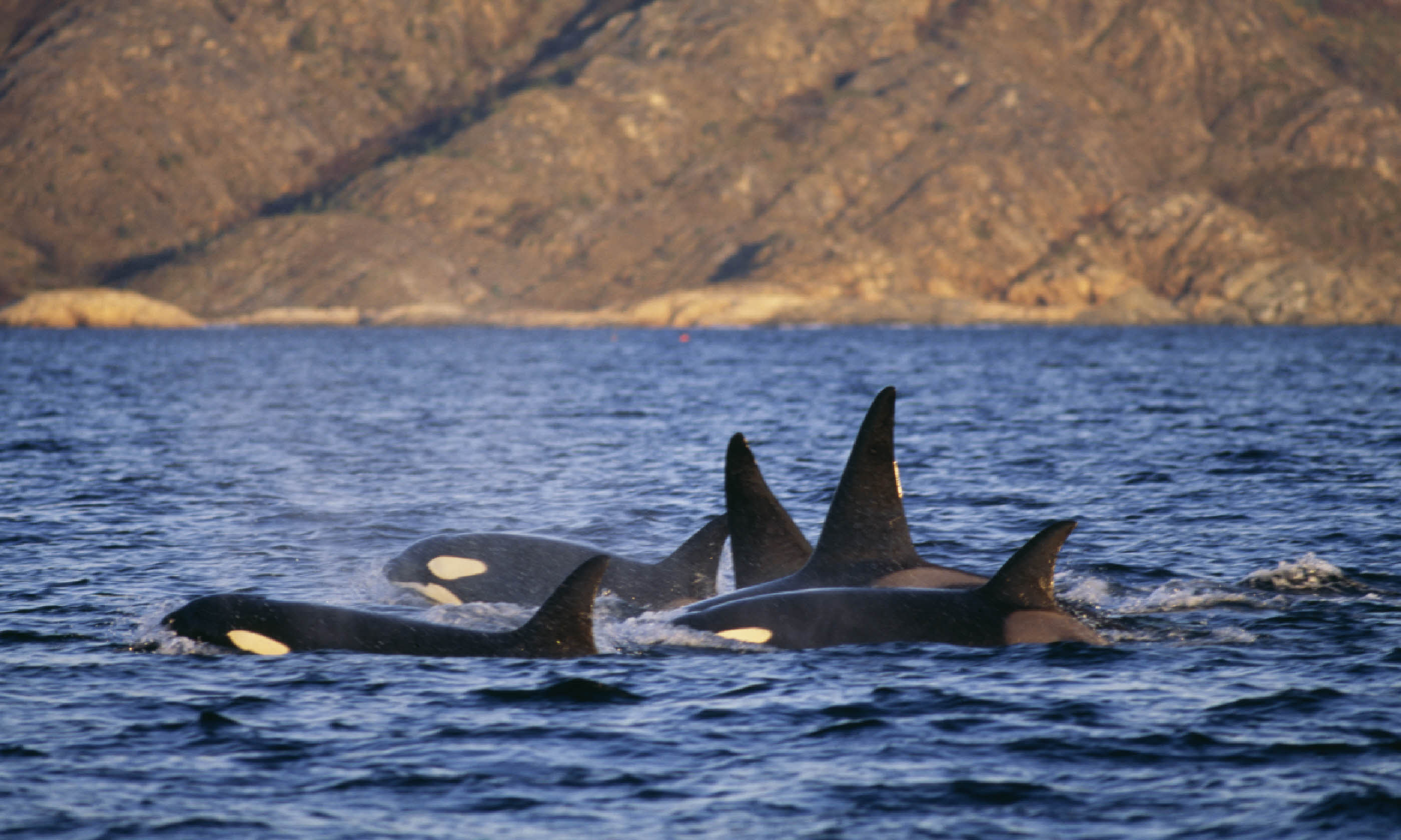 Group of killer whales, Norway (Shutterstock)