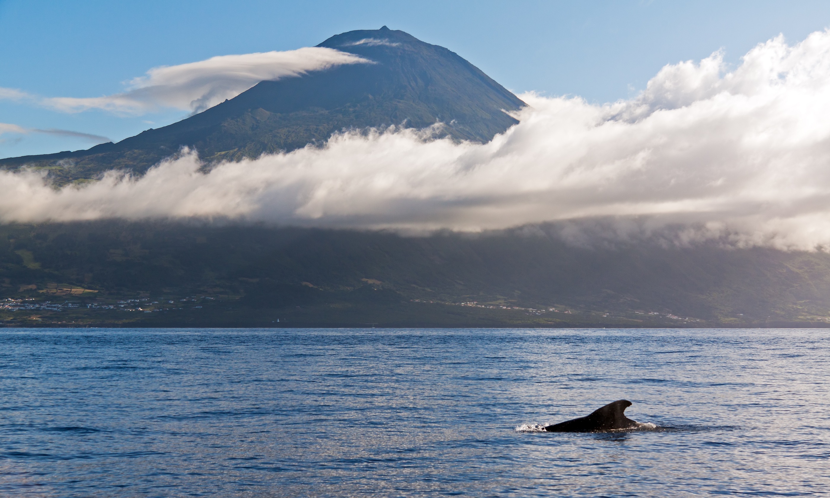 Whale frolicking in the Azores (Shutterstock.com)