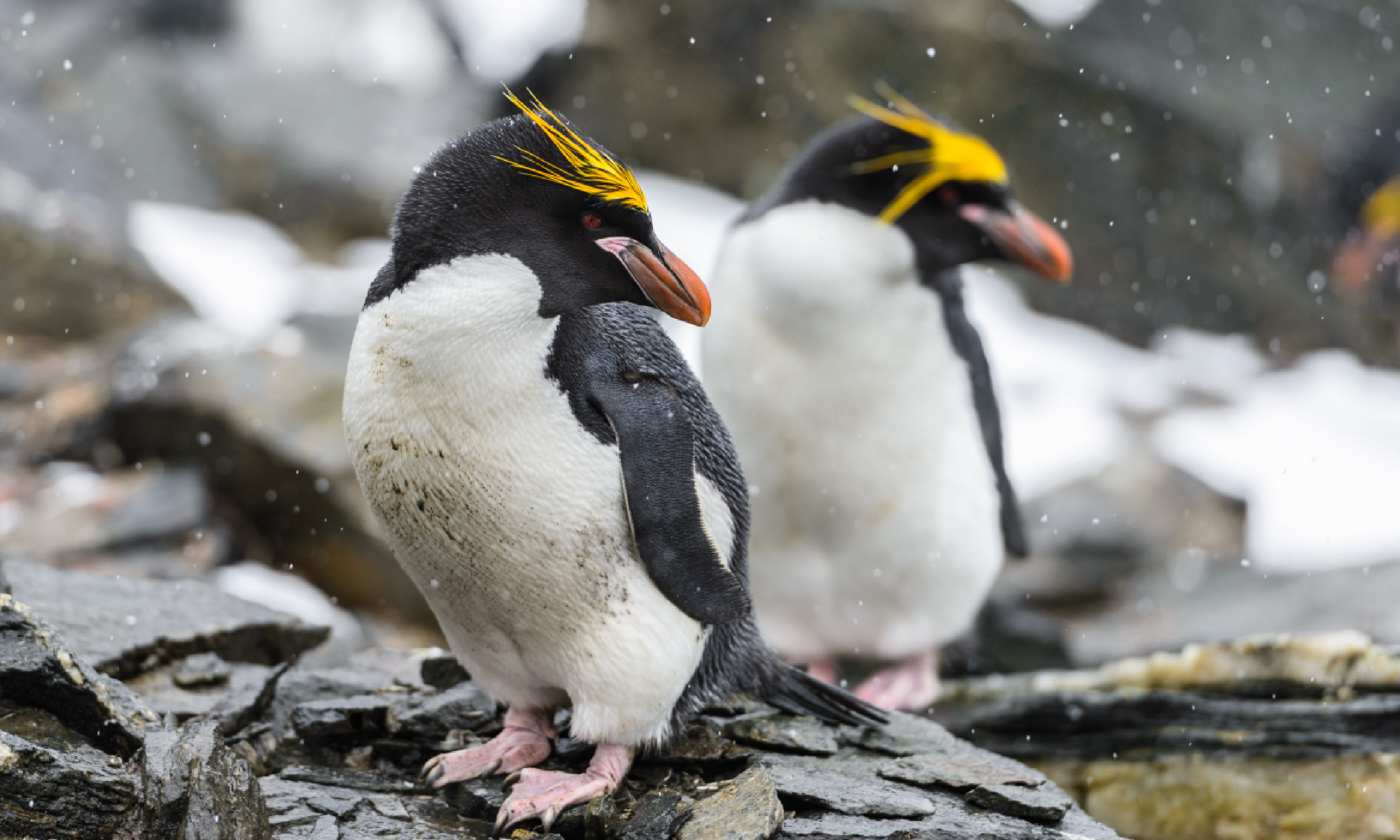 Macaroni penguins (Shutterstock)