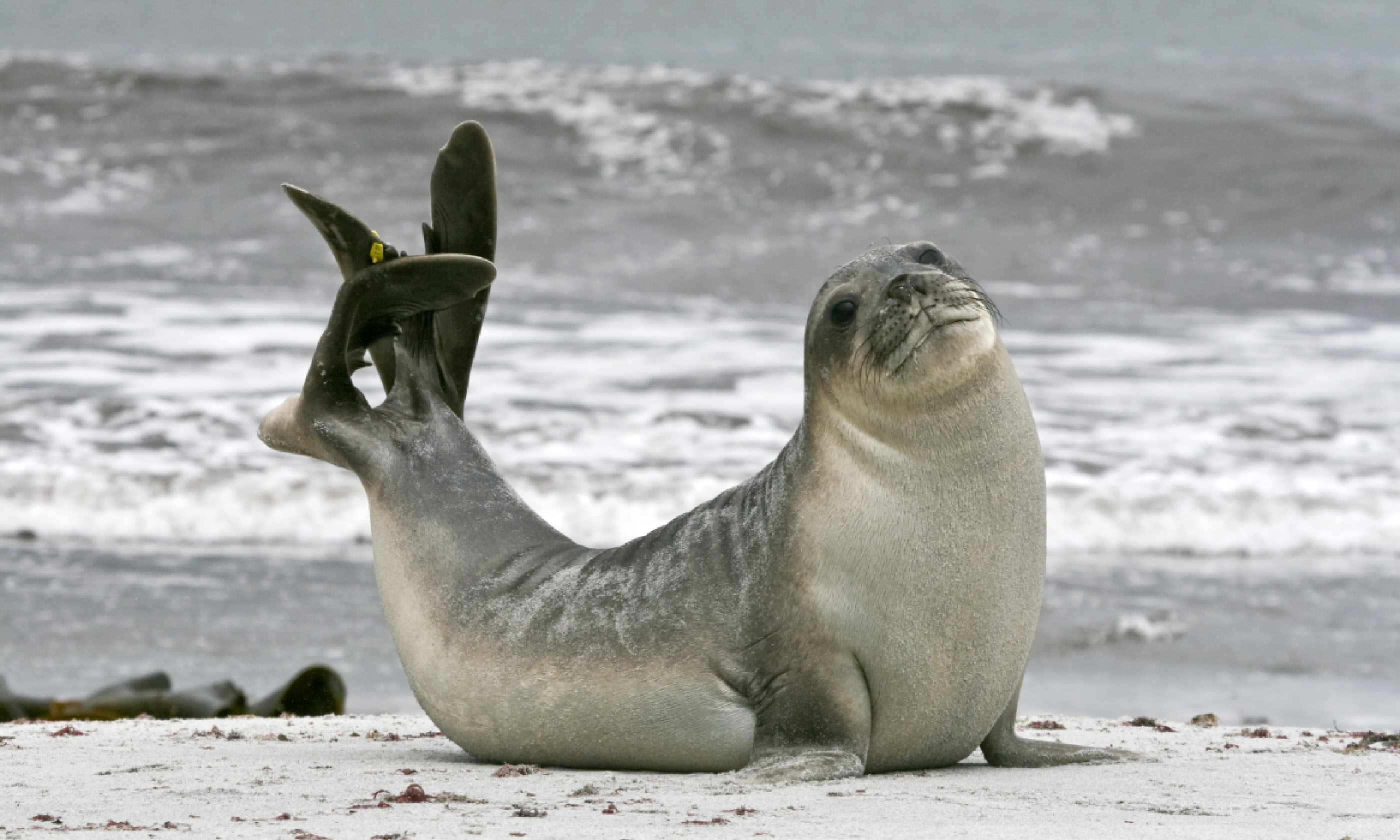 Young southern elephant seal bull (Shutterstock)