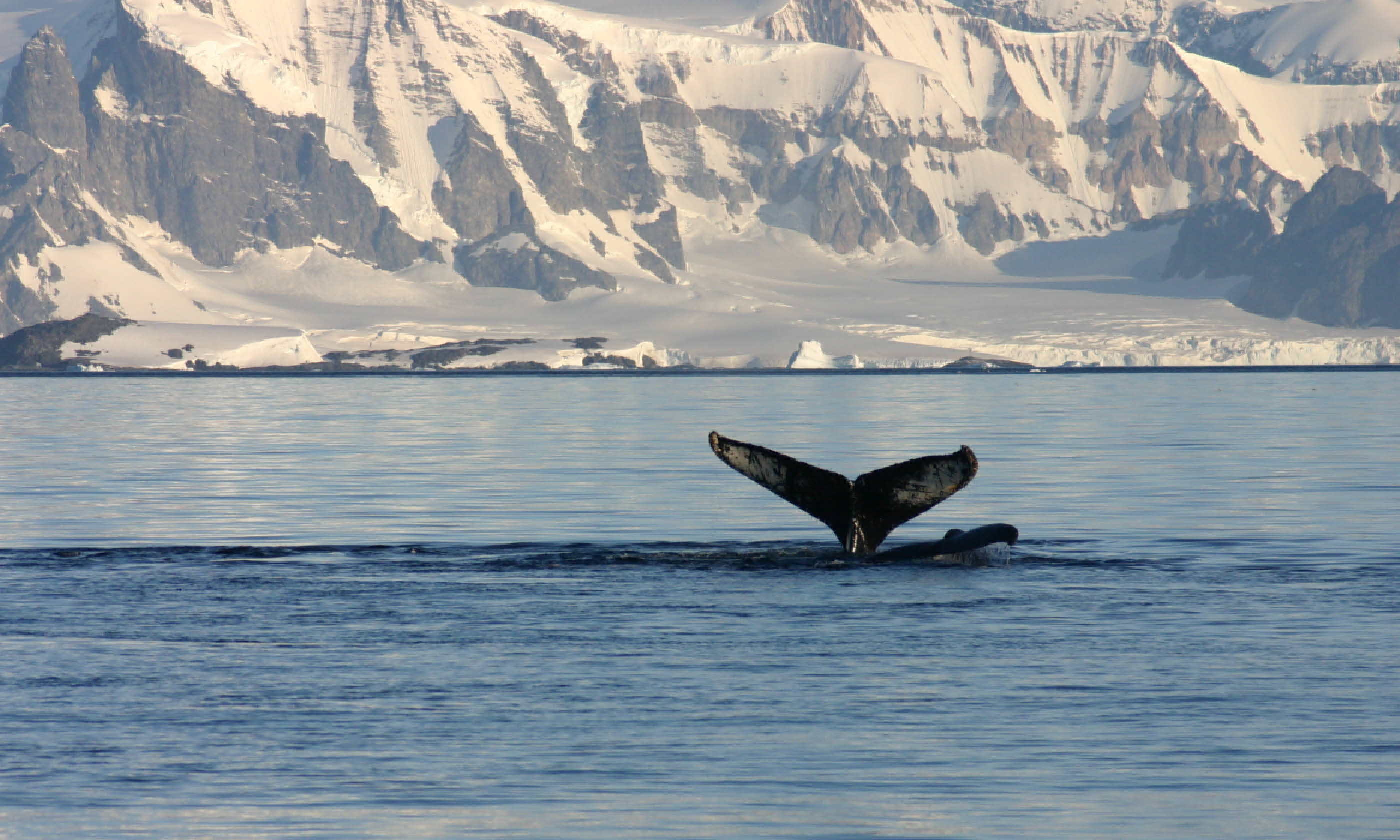 Whale fin and snowcapped landscape in Antarctica (Shutterstock)