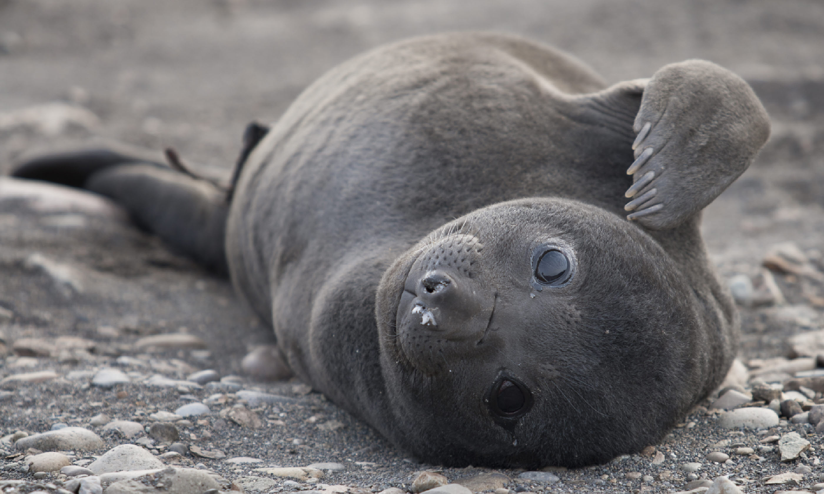Young southern elephant seal (Shutterstock)
