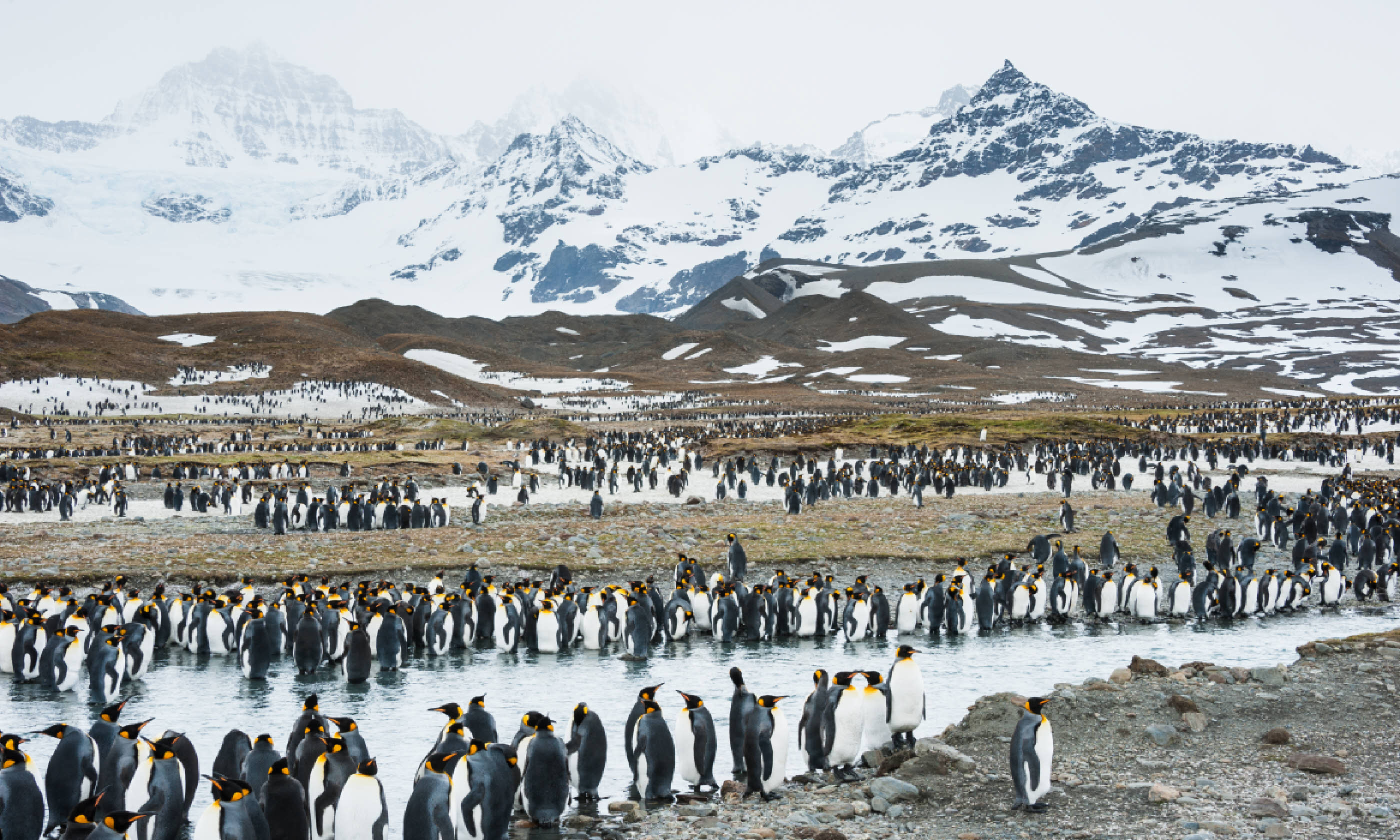 Colony of king penguins in South Georgia, Antarctica (Shutterstock)
