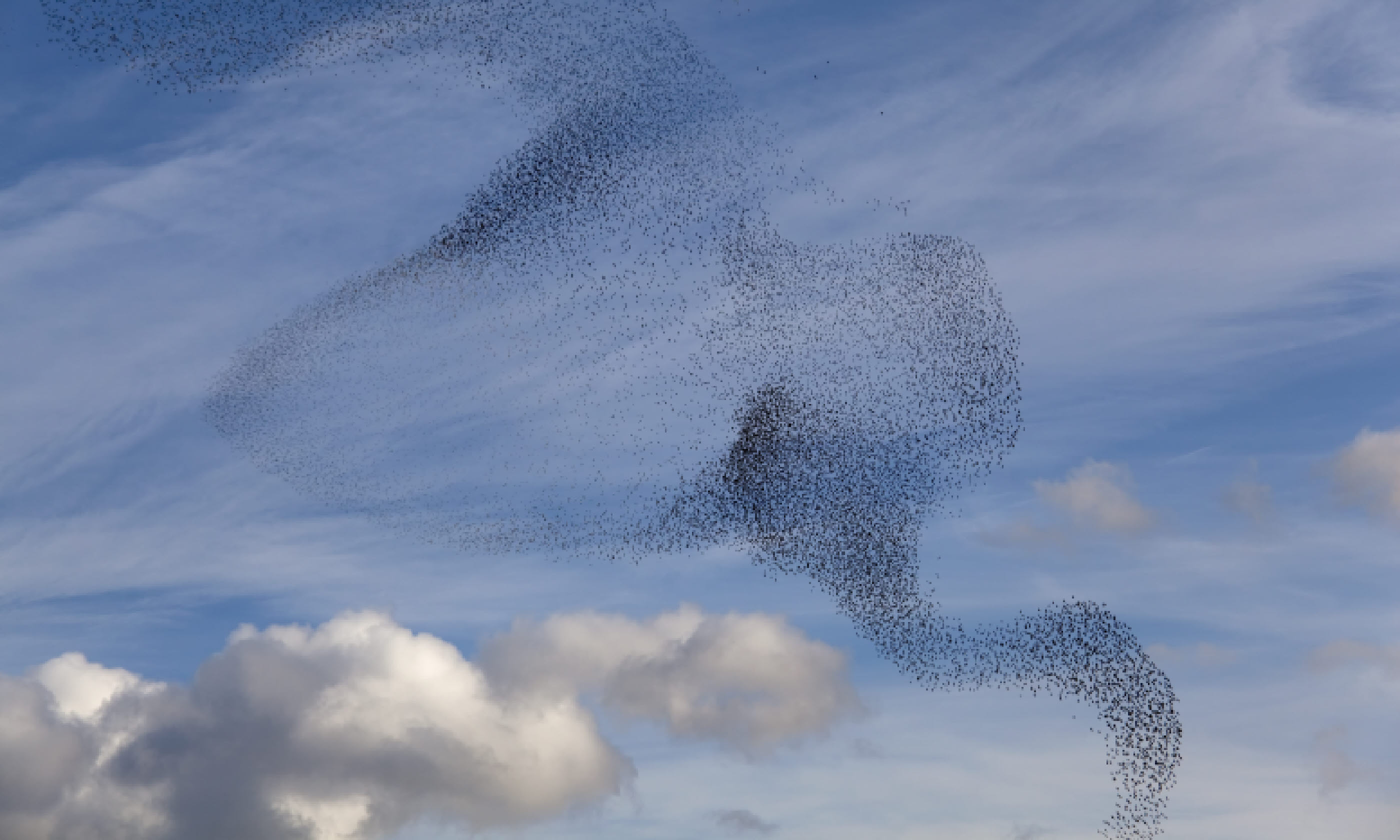 Starlings cloud (Shutterstock: see credit below)