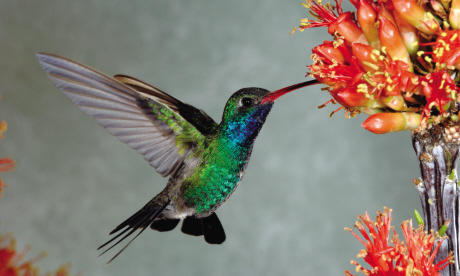 Hover with hummingbirds in Arizona (Mark Carwardine)