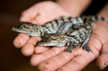 Crocodile Ranch and Wildlife Sanctuary