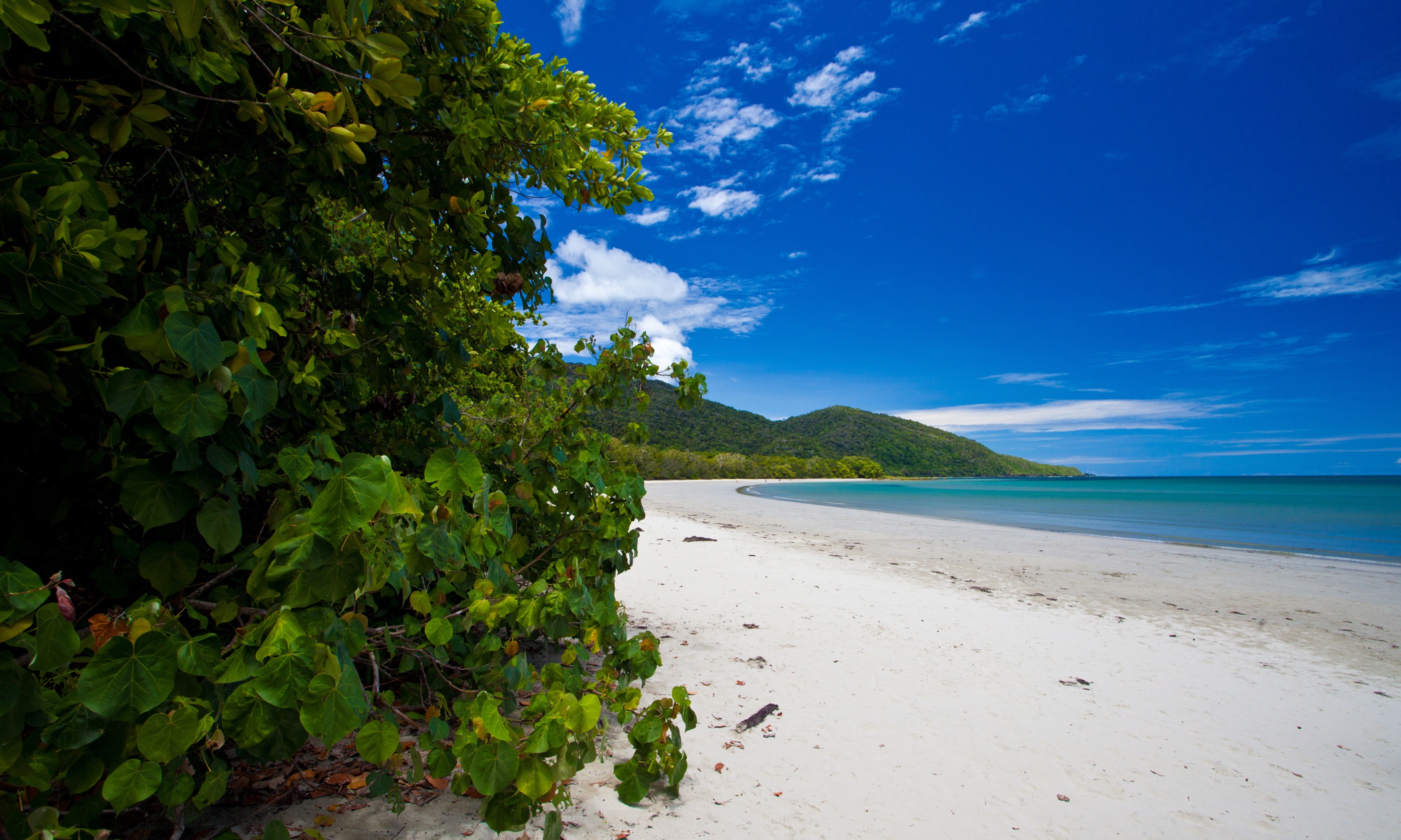 Cape Tribulation beach (Shutterstock.com)