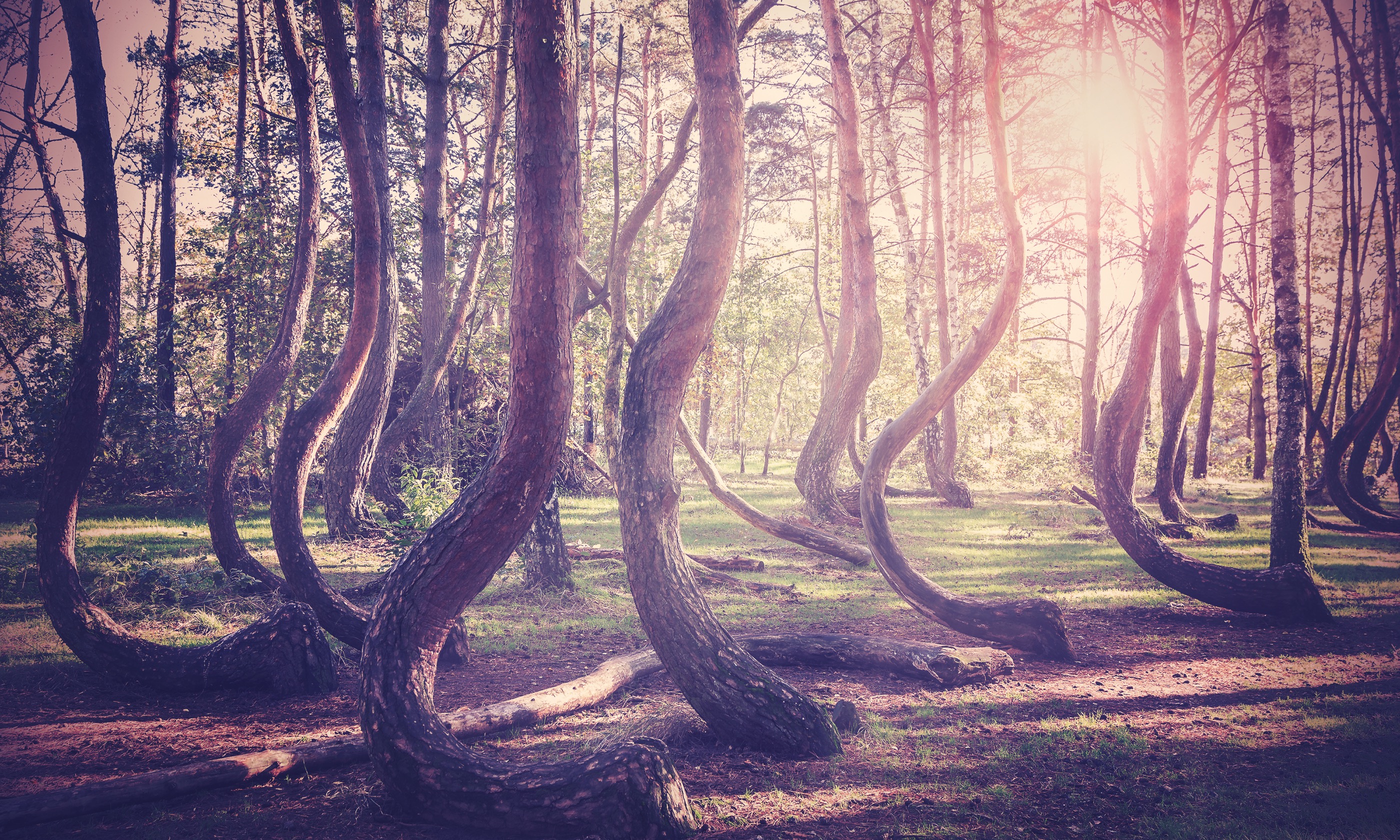 Crooked Forest, Poland (Shutterstock.com)