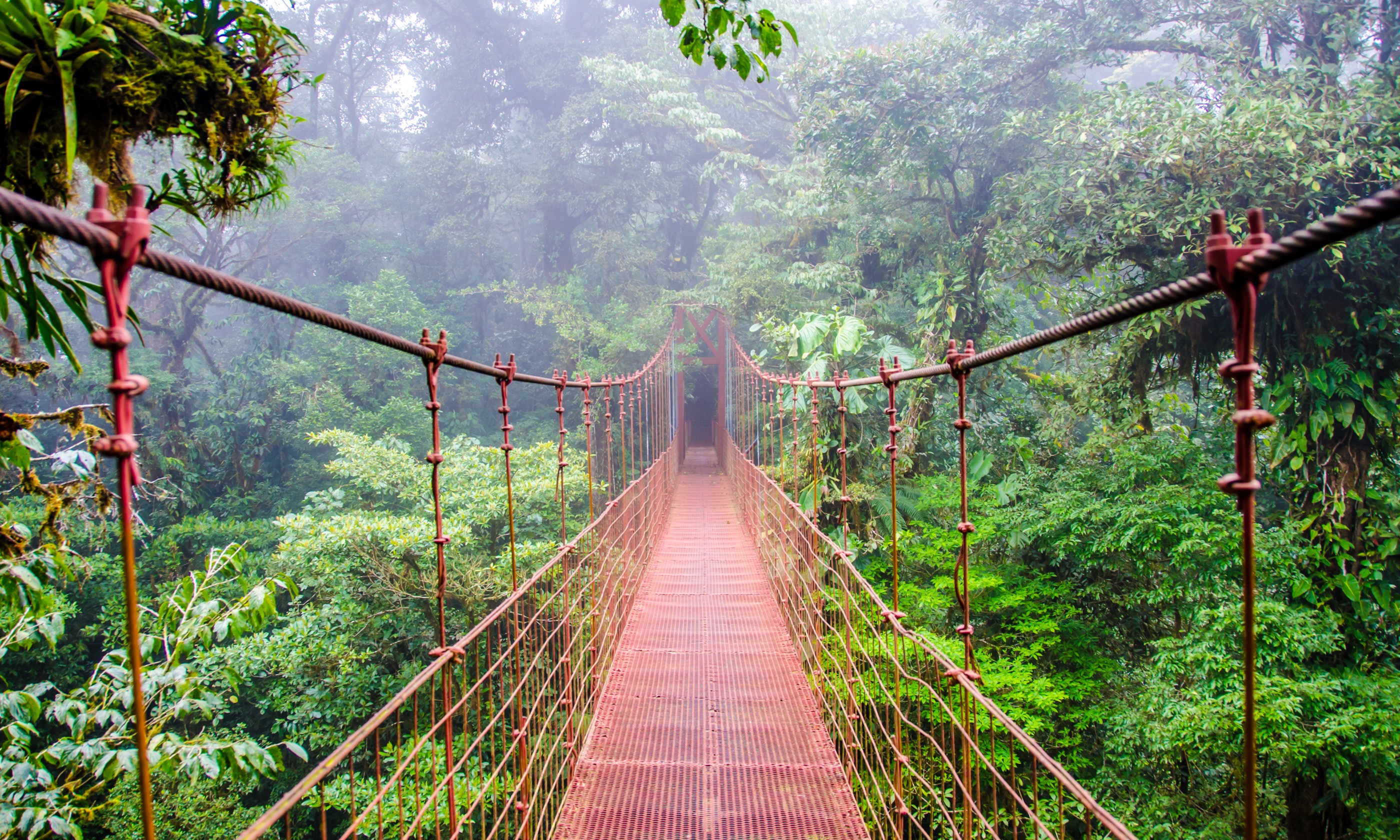 Walkway through the Monteverde cloudforest (Shutterstock.com)
