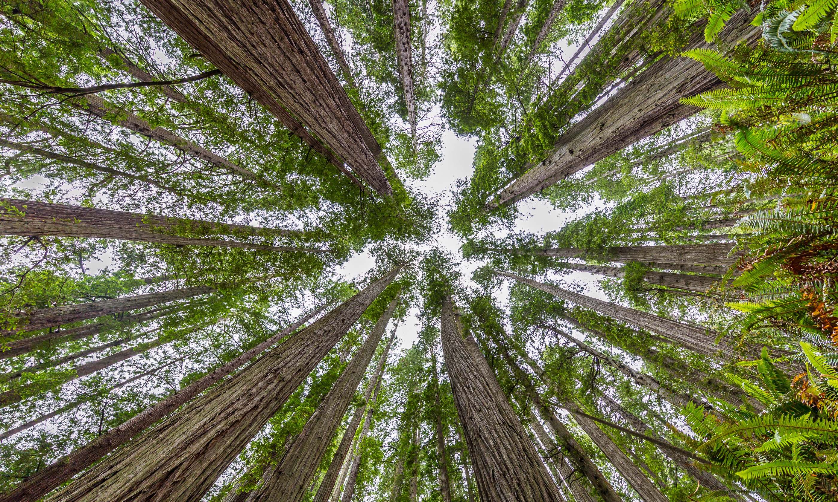 Lady Bird Johnson Grove trail, Redwoods National Park (Shutterstock.com)