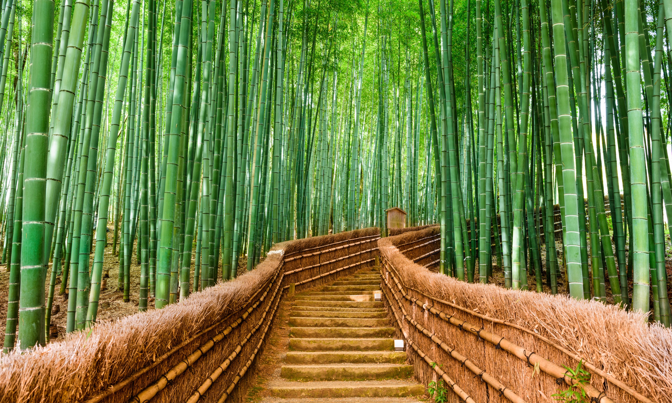 Sagano bamboo forest (Shutterstock.com)