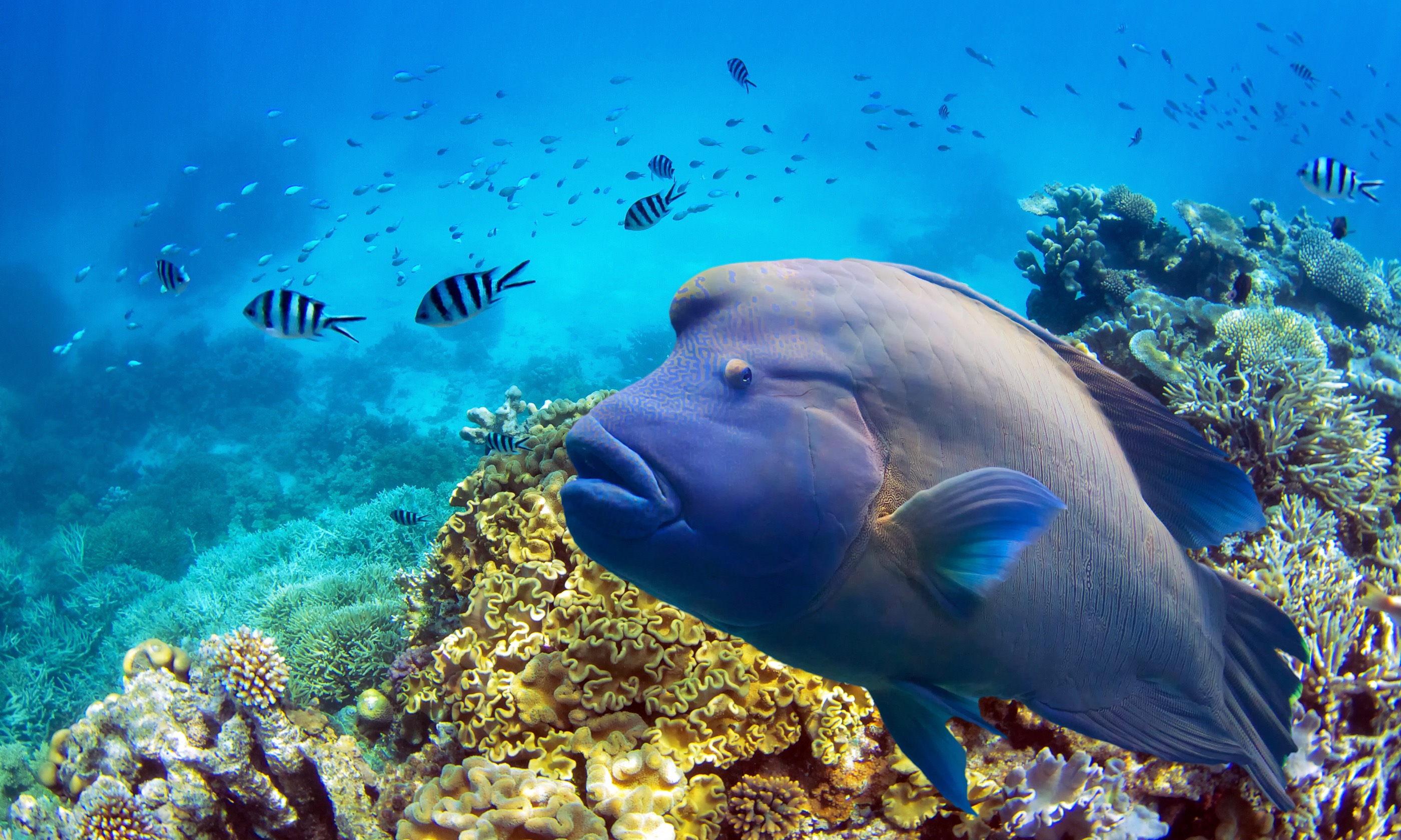 Fish on the Great Barrier Reef (Shutterstock.com)