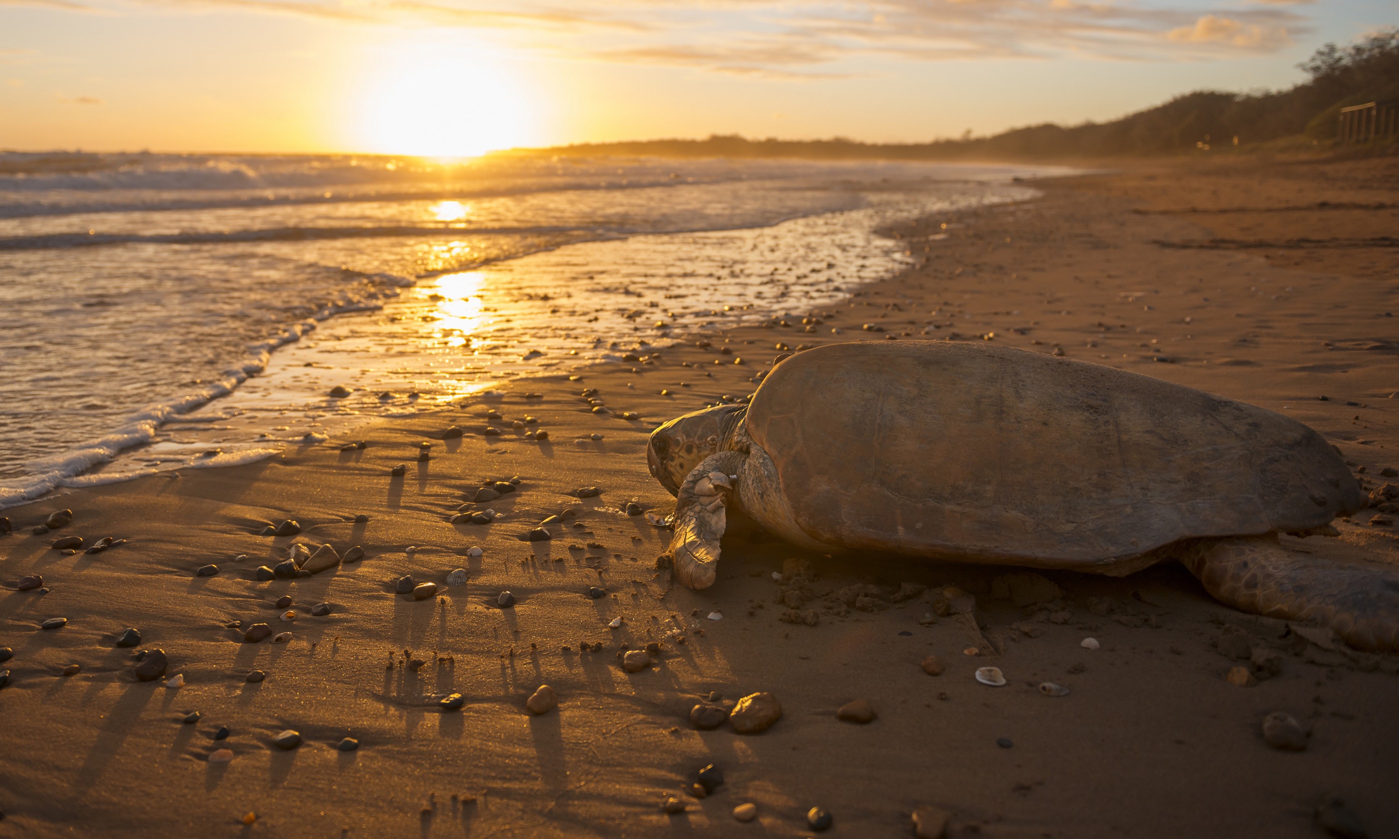 Turtle at sunset (Britt Collins)