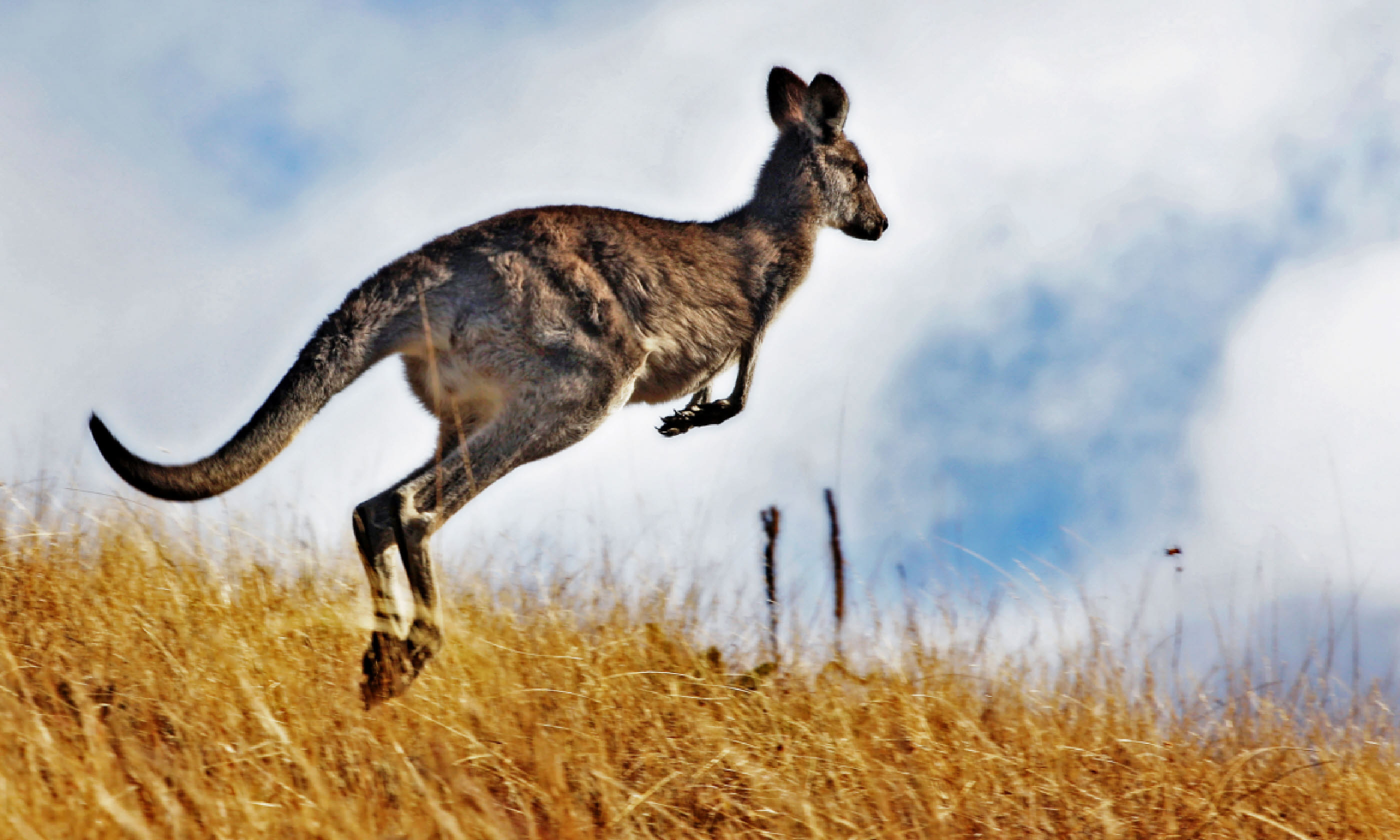 Kangaroo, with its tail intact (Shutterstock)